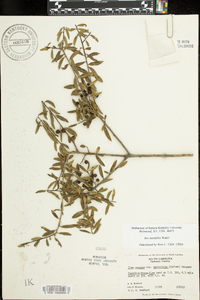 Ilex myrtifolia image