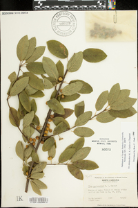 Ilex amelanchier image