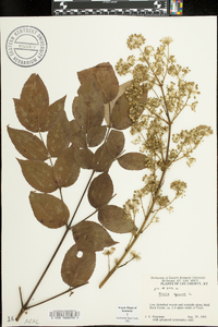 Aralia spinosa image