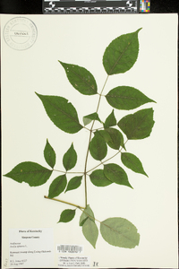 Aralia spinosa image