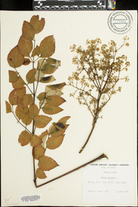 Aralia spinosa image