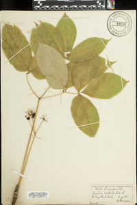 Aralia nudicaulis image