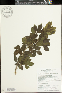 Image Associated With the Occurence