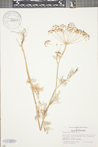 Foeniculum vulgare image