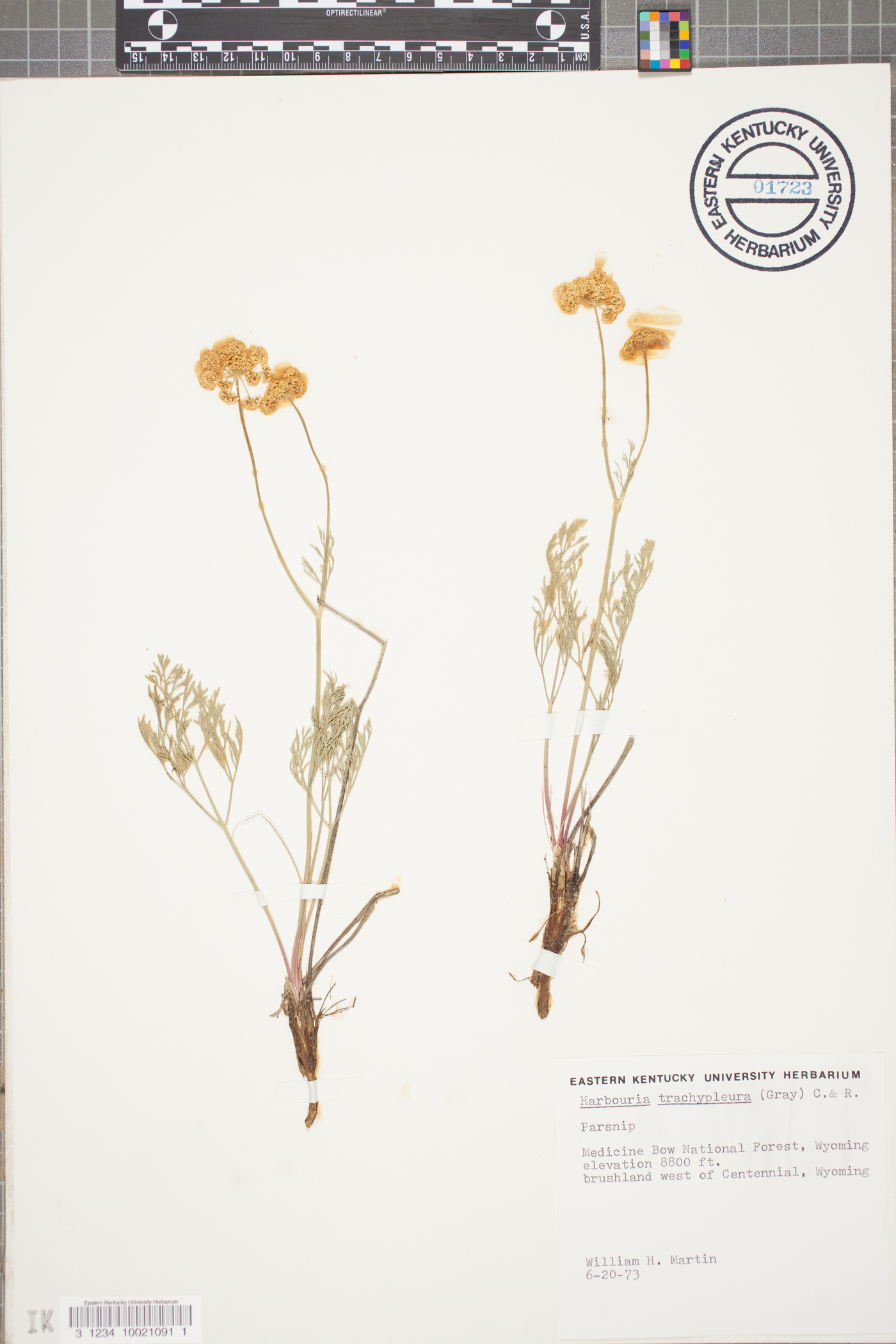 Harbouria trachypleura image
