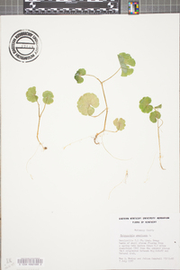 Hydrocotyle americana image