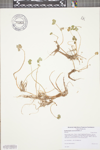 Hydrocotyle ranunculoides image