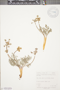 Lomatium foeniculaceum image