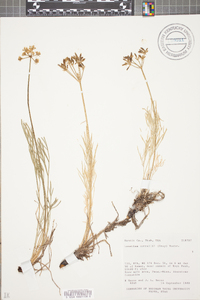 Lomatium nuttallii image