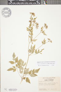Thaspium chapmanii image