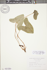 Hexastylis arifolia var. ruthii image