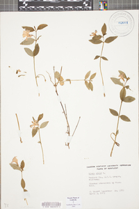 Vinca minor image