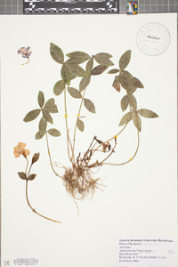 Vinca minor image