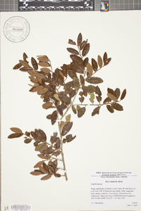 Ilex vomitoria image