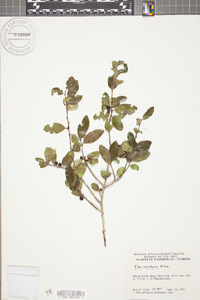 Ilex vomitoria image