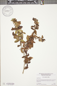 Ilex vomitoria image