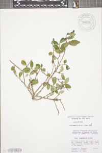 Ilex vomitoria image