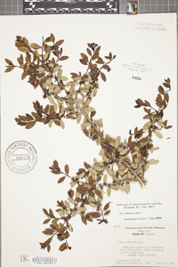 Ilex vomitoria image