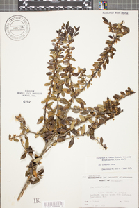 Ilex vomitoria image