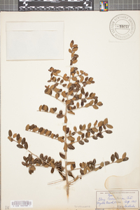 Ilex vomitoria image