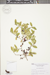 Ilex vomitoria image