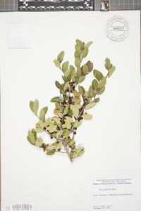 Ilex vomitoria image