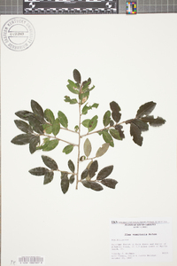 Ilex vomitoria image