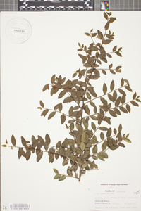 Ilex vomitoria image