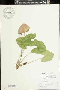 Hexastylis arifolia image