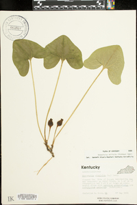 Hexastylis arifolia image