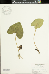 Hexastylis arifolia image