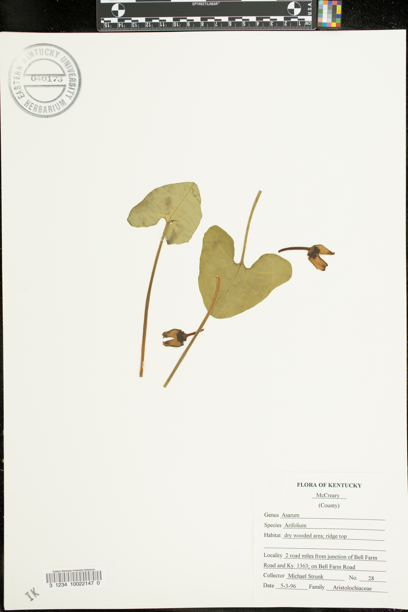 Hexastylis arifolia image