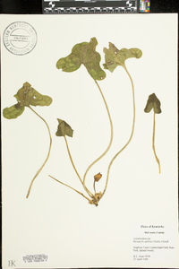 Hexastylis arifolia image