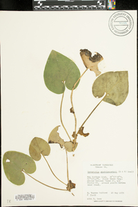 Hexastylis shuttleworthii image