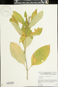 Asclepias variegata image