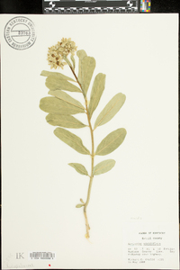 Solidago sphacelata image