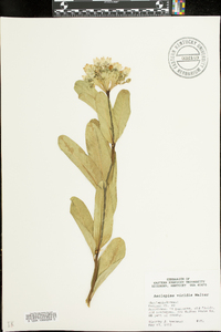 Asclepiodora viridis image