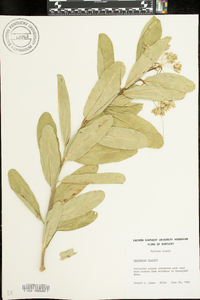 Asclepias viridis image