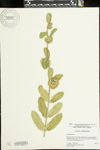 Asclepias viridiflora image