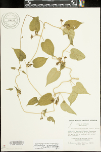 Matelea obliqua image