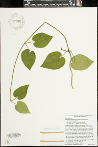 Matelea carolinensis image