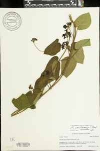 Matelea carolinensis image