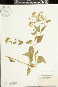 Ageratina aromatica image