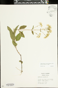 Ageratina aromatica image