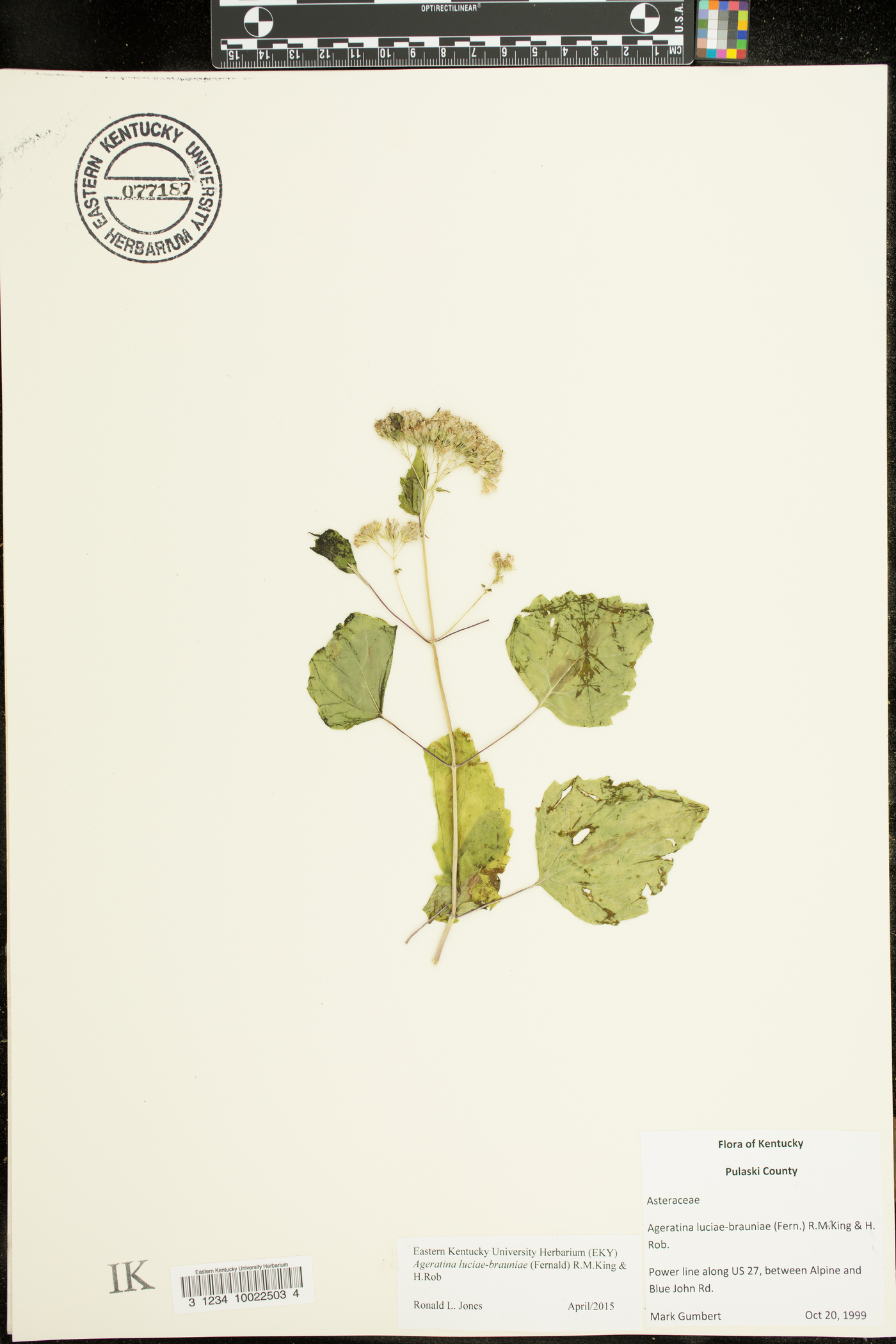 Ageratina luciae-brauniae image