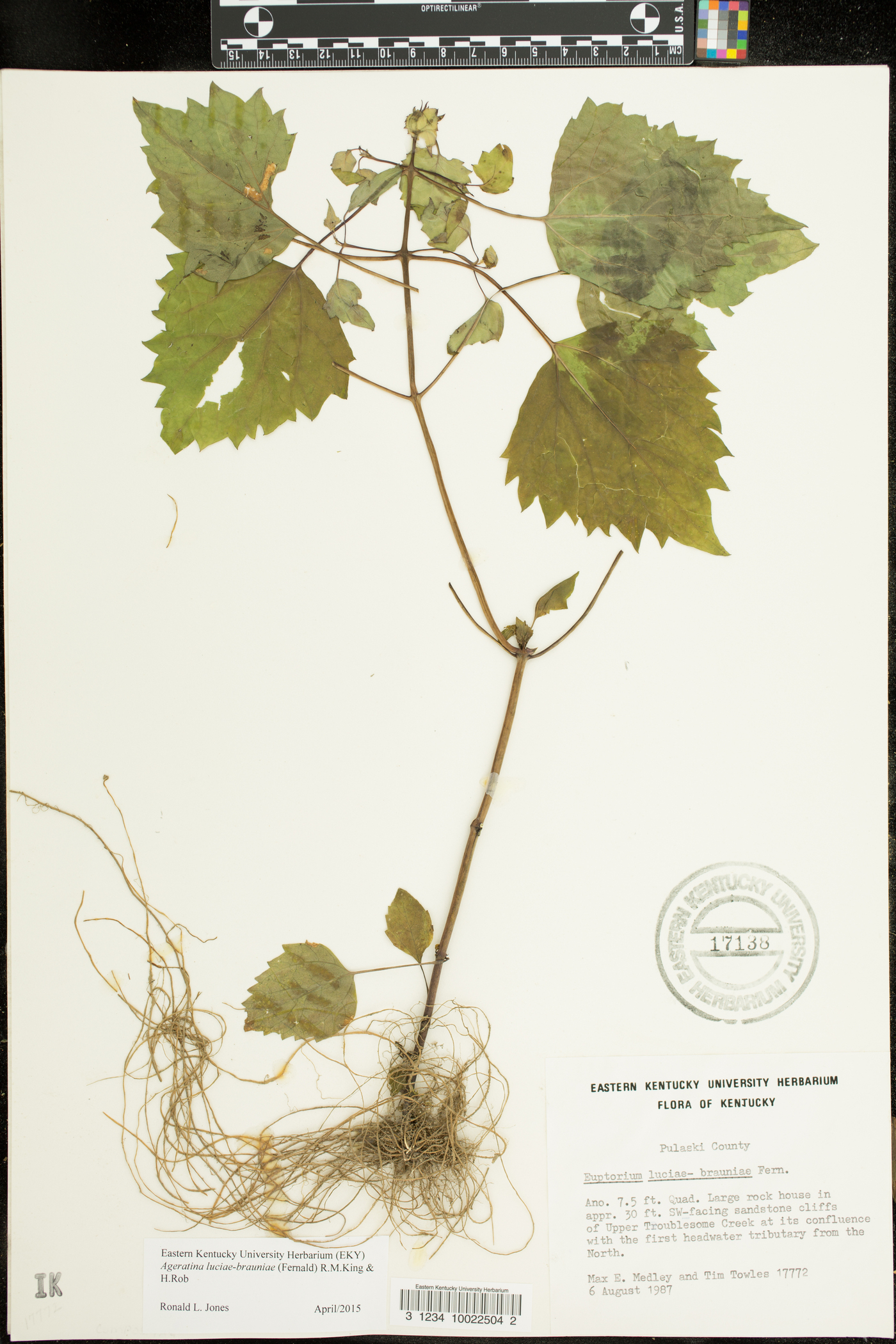 Ageratina luciae-brauniae image