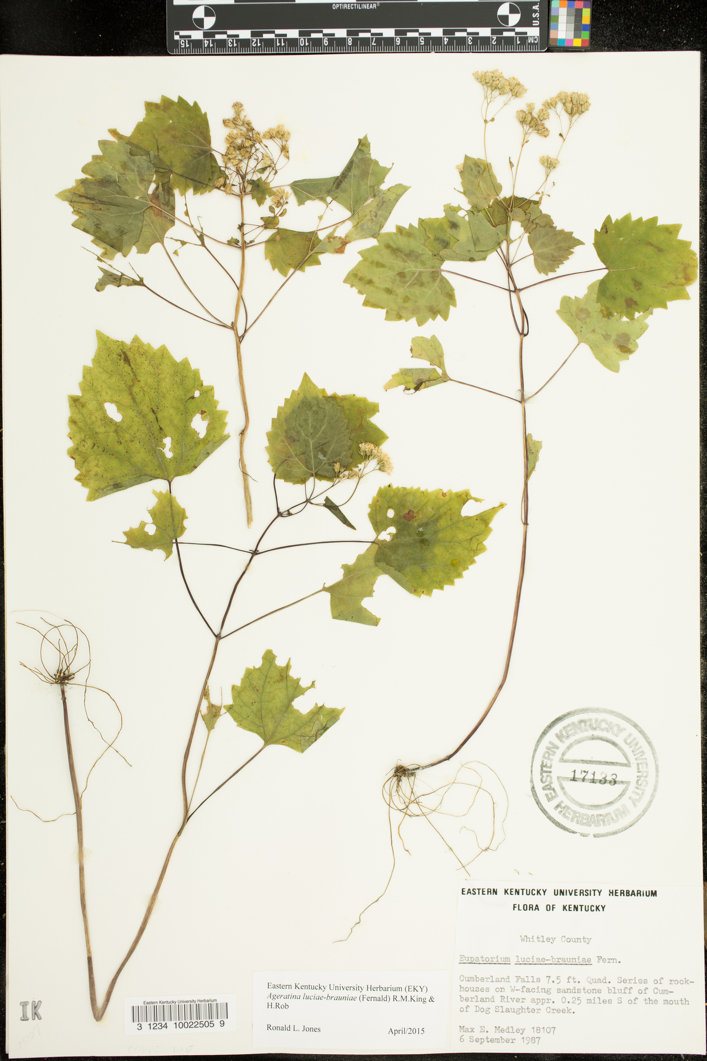 Ageratina luciae-brauniae image