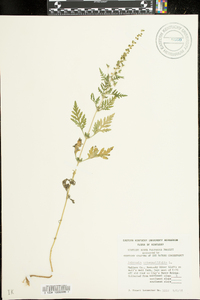 Ambrosia artemisiaefolia image