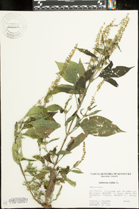 Amaranthus tricolor image