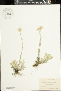 Antennaria neglecta image